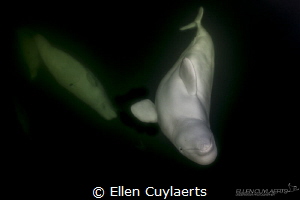 Healthy Curiosity
Belugas in the wild Hudson Bay, Manitoba by Ellen Cuylaerts 